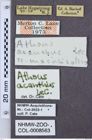 Etiketten zu Athous acanthus (NHMW-ZOO-COL-0008563)